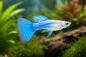 Preview: Guppy Arctic Blue – Poecilia reticulata - Männchen
